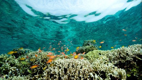 Create Your Own Underwater Coral Garden in Bora Bora