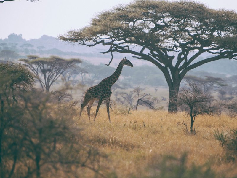 Safari Giraffe Hero Ee
